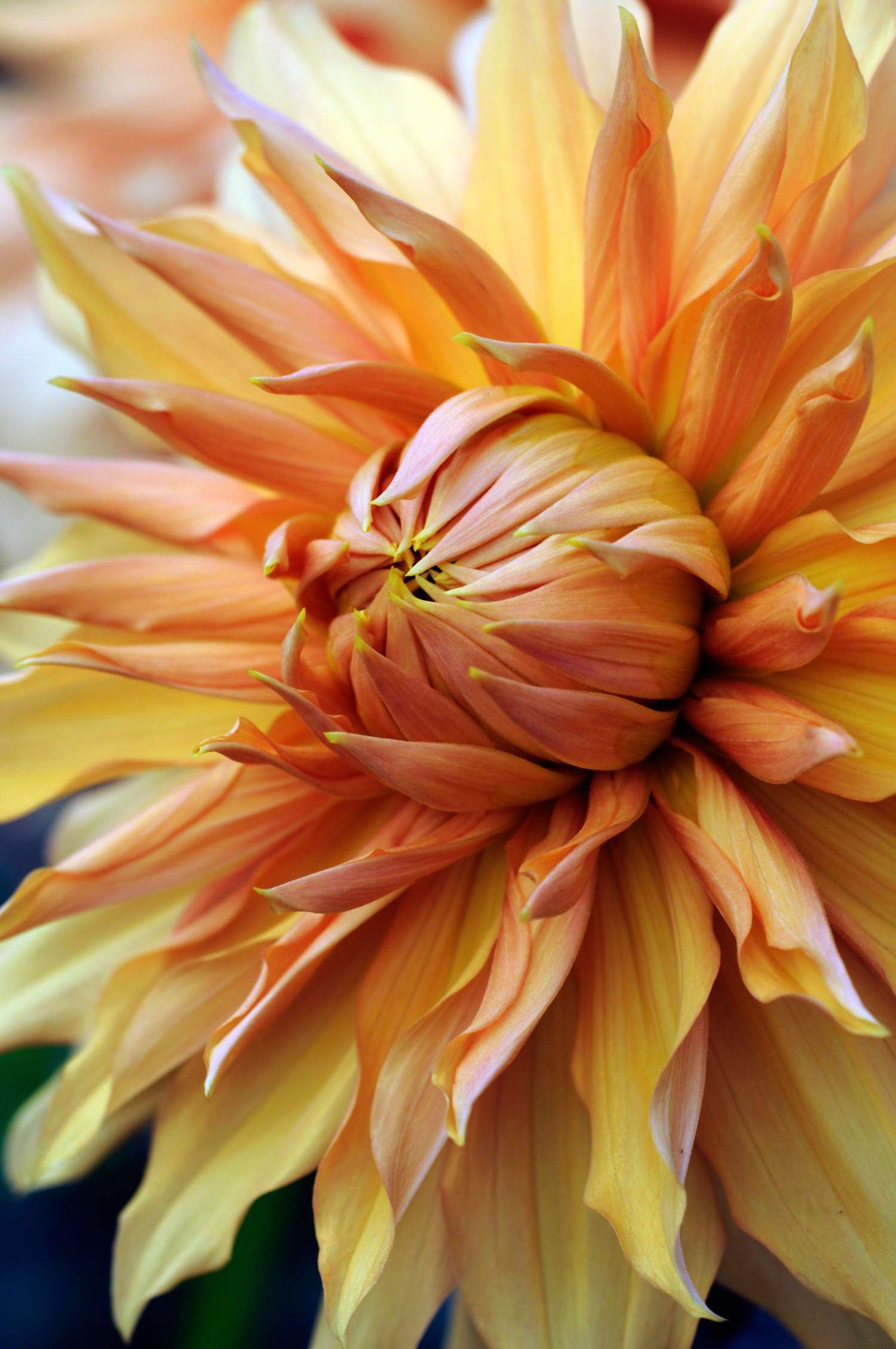 Daalia 'Hamari Gold'